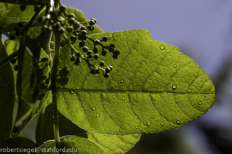 poison oak